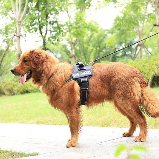 Personalization Of Pet Chest Strap Products - SECURECAN