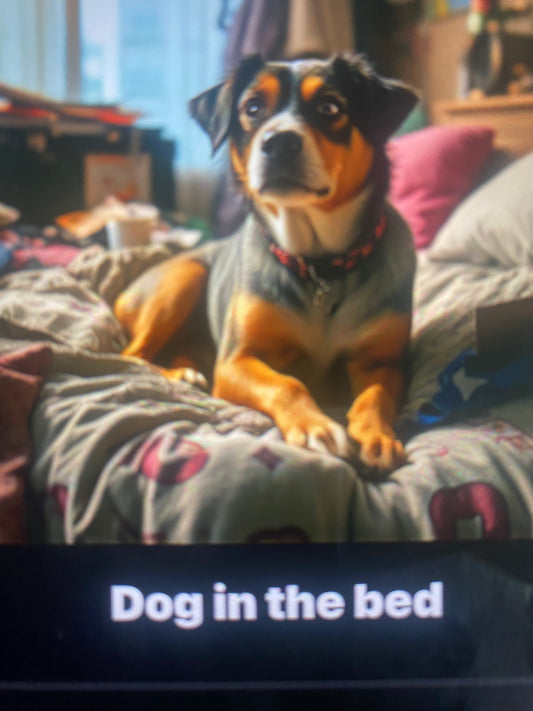 Dog in the Bed (POP Rock Version)