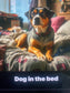 Dog in the Bed (POP Rock Version)