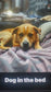 Dog in the Bed (Country Version)